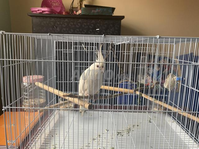 كالوبسيت مدرب بشكل جيد مع قفص (ذكر) - 2