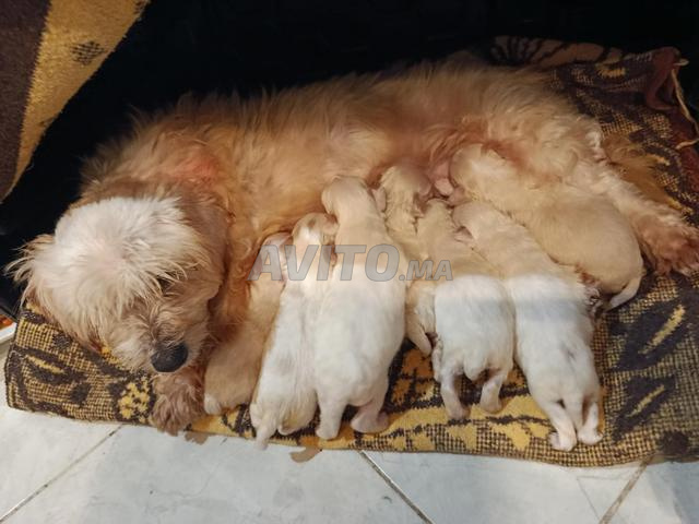 تطعيم بالدفتر الخاص به