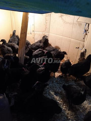 دجاج الأسترالوب الحر