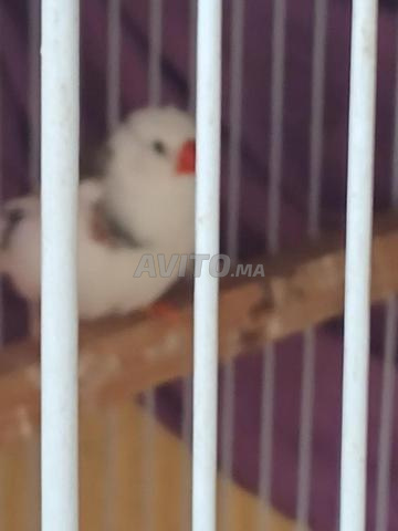 طيور زوج ببغاء المندرين