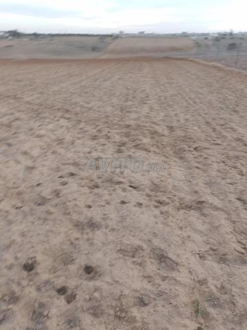 4 hectares 6 khaddama mahfada, loin de Tiflet 8km