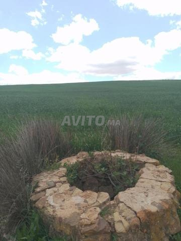 3 hectares et demi, propriété privée près de Tiflet, puits, 25 millions d'hectares