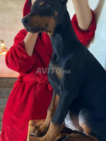 جراء دوبرمان ذو نسب أصيل