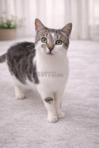 قط أوروبي يبلغ من العمر 3 سنوات