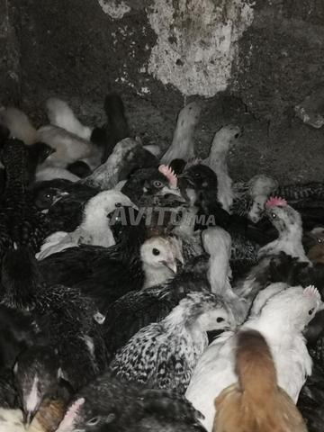 Marrakech Loudaya - 2