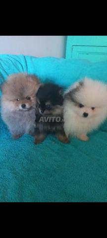 للبيع Pomeranians