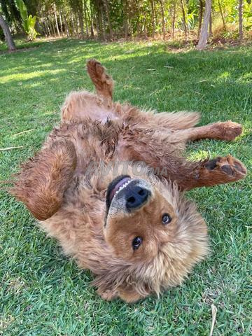 Magnifique Mastiff tibétain mâle - 2