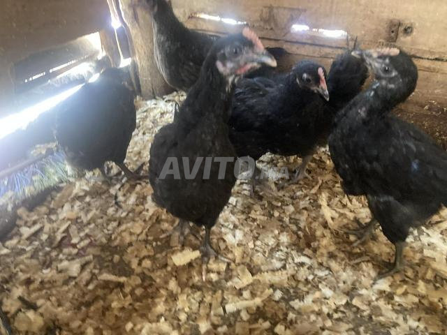 7 poussins croisés Australorp âgés d'un mois et demi