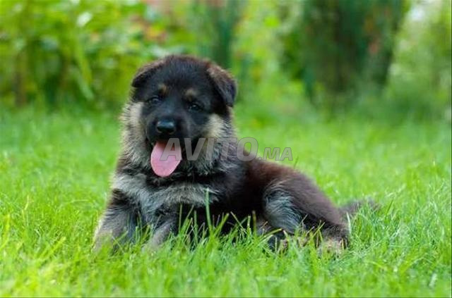 كلب بيرجي ألموند بيلونج صغير