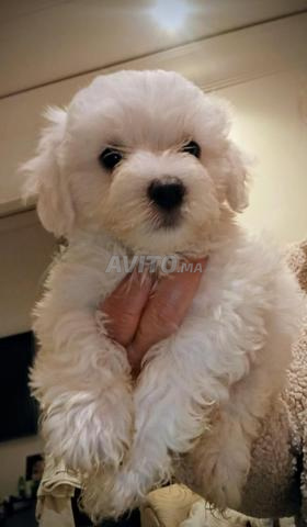 Vente de chiots bichons maltais nains