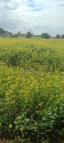 Terrain à vendre 37500m près de Marjane - 2