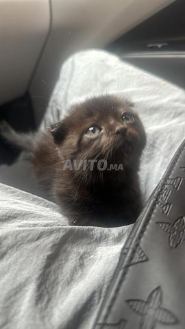 سكوتش فولد أسود