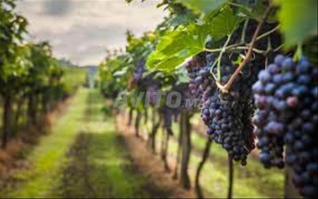 Ferme équipée 33 hectares Kaki Vignes Meknes