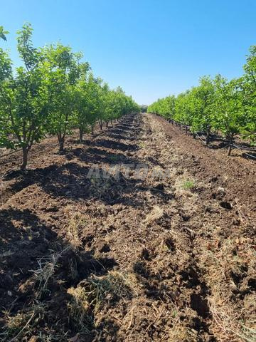 Ferme 15 hectares Villa piscine Meknes - 2