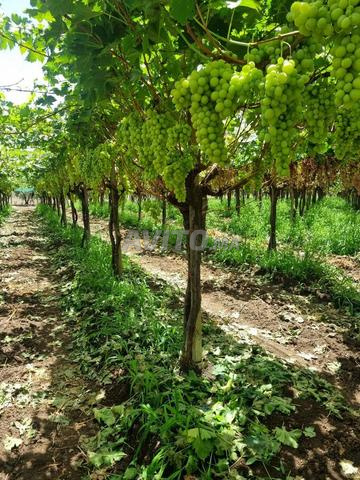 Ferme 15 hectares Villa piscine Meknes