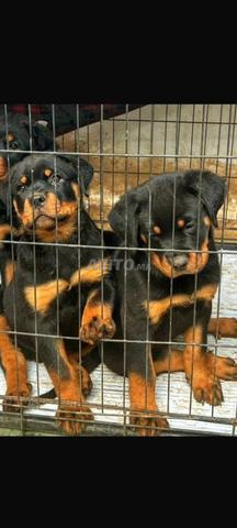 Rottweiler chiot