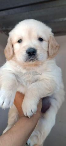 golden retriever chiot