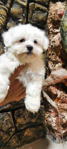 كلب بيشون مالطي