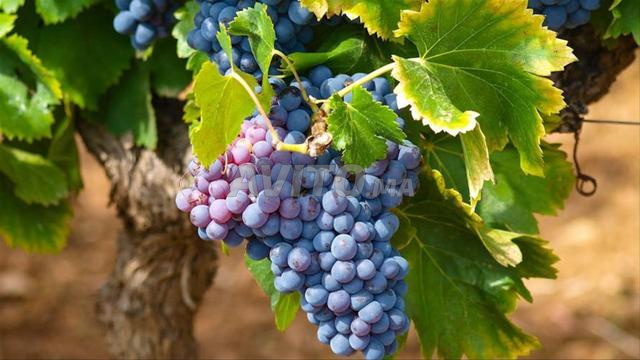 Ferme équipée Vignes 6 hectares Haj Kaddour