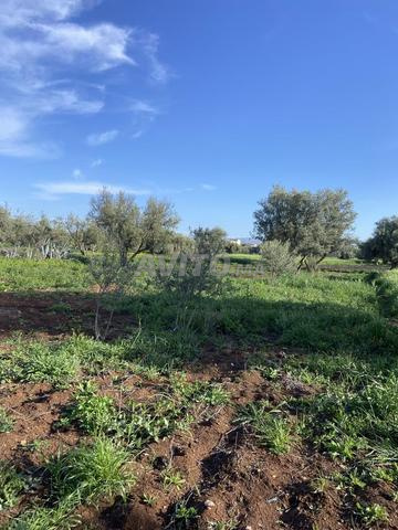 Terrain agricole de 420 mètres carrés à Ain Cheggag
