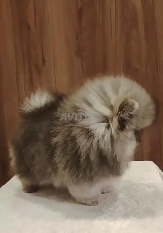 Mâle Spitz pomeranian