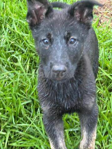 بيع جراء مالينو