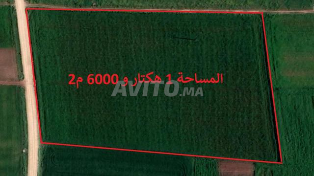 أراضٍ محفظة بالبئر الجديد للسكن والاستغلال الفلاحي - 2