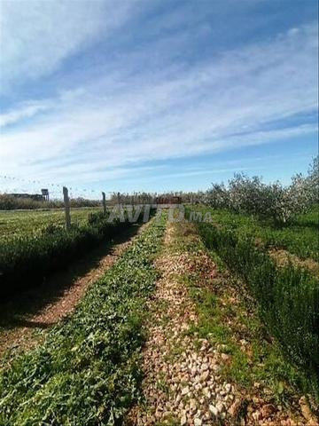 Ferme à vendre Titre foncier