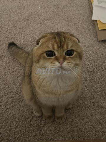 سكوتش فولد ذكر للتزاوج