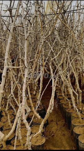 Pistachier importés