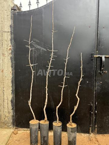 Pistachier importés - 2