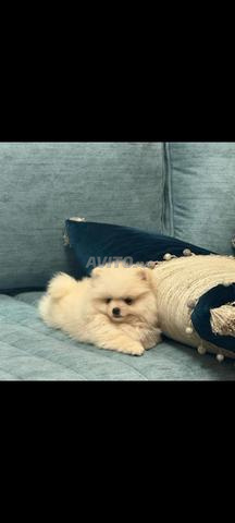 Spitz Poméranien chiot