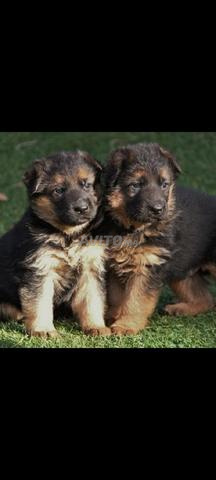 berger allemand chiot