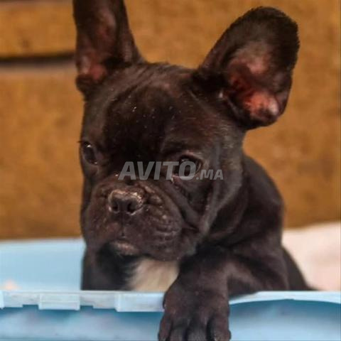 bulldog français chiot