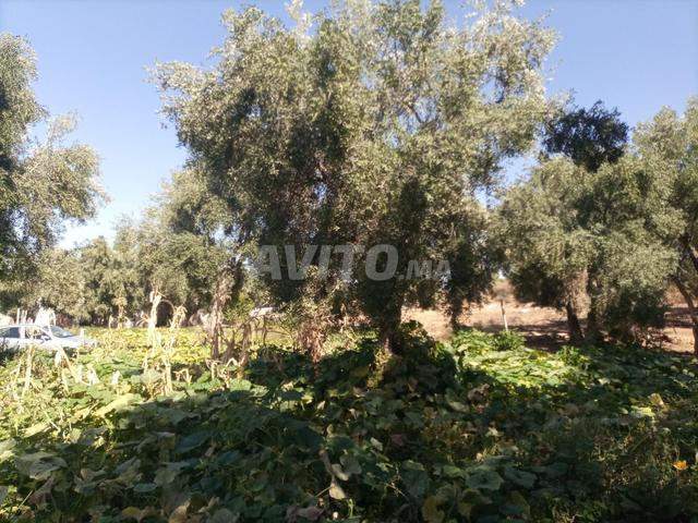 طريق صفرو قرب البهاليل وصفرو وفاس - 2