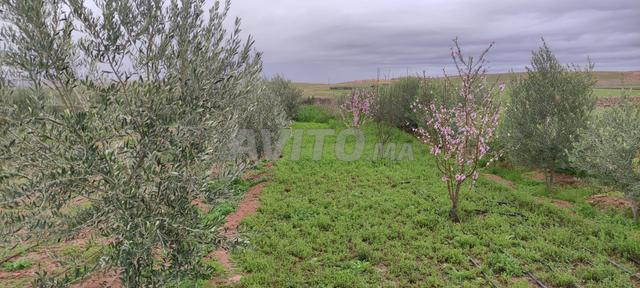 فيرمة محفظة 2 هكتار نواحي قلعة السراغنة - 2