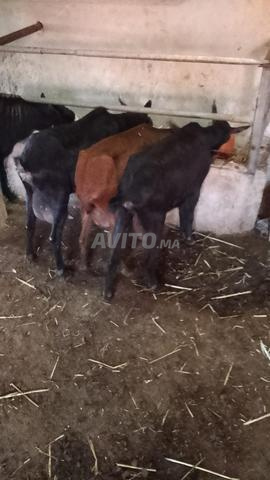 ماعز مورسيانا