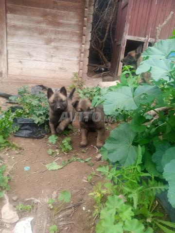 شاربوني ذكور وإناث نفس الثمن توصيل أكادير فقط