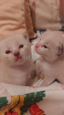 Chatons adorables à vendre – Plusieurs disponibles