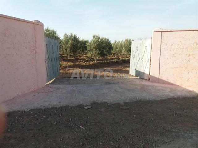 ferme d'oliviers de 4 hectares