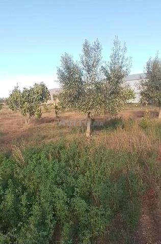 Ferme 9 employés près de Tiflet, à 7km de Tiflet