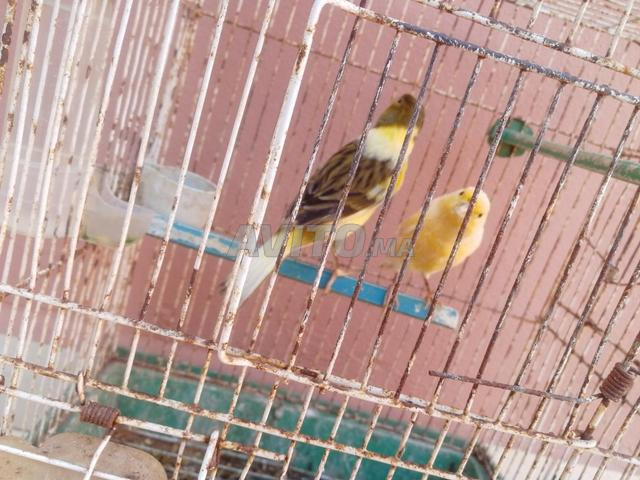 Femelle et mâle canari à un prix raisonnable à vendre