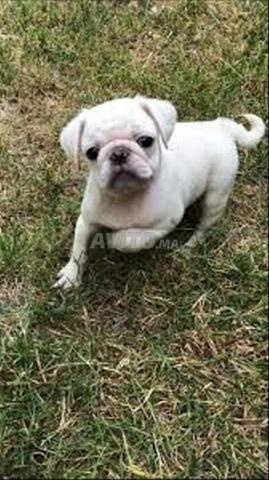 Carlin exotique mâle 