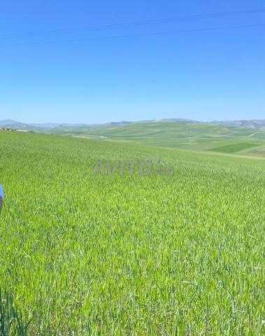 للمزيد من المعلومات المرجو الاتصال