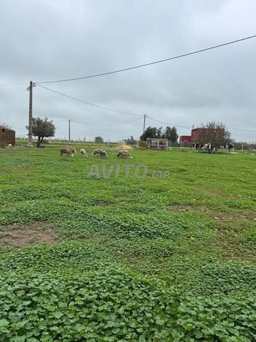 Mediouna, environs de Sbit