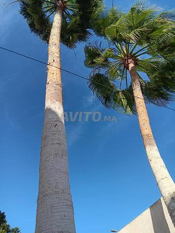 Rabat Hay Youssoufia .2🌴