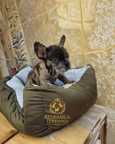 Bulldog français top