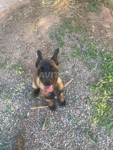 Vente d'un chien Malinois