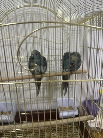 كاكاريكي أزرق