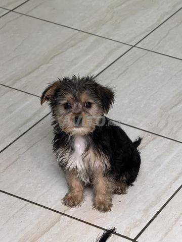 Chiots à vendre des Morkies